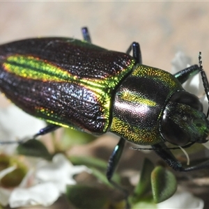 Selagis aurifera at Bendoura, NSW - 21 Dec 2024