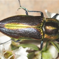 Selagis aurifera at Bendoura, NSW - 21 Dec 2024