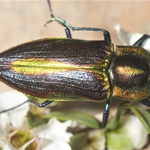 Selagis aurifera at Bendoura, NSW - 21 Dec 2024