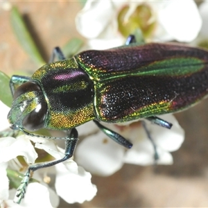 Selagis aurifera at Bendoura, NSW - 21 Dec 2024