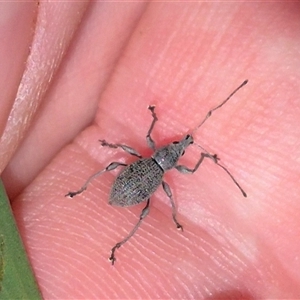 Merimnetes oblongus at Jingera, NSW - 23 Dec 2024