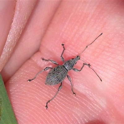 Merimnetes oblongus (Radiata pine shoot weevil) at Jingera, NSW - 23 Dec 2024 by clarehoneydove