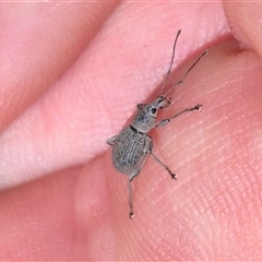 Merimnetes oblongus at Jingera, NSW - 23 Dec 2024 02:40 PM