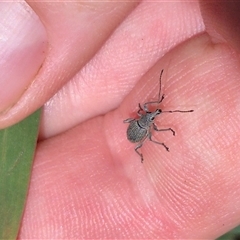 Merimnetes oblongus at Jingera, NSW - 23 Dec 2024