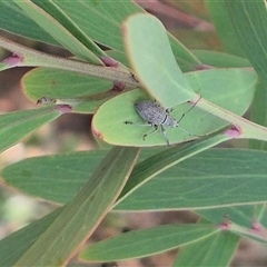 Merimnetes oblongus at Jingera, NSW - 23 Dec 2024