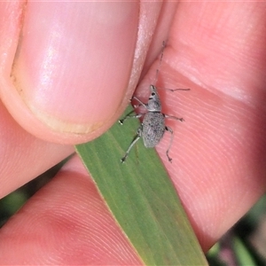 Merimnetes oblongus at Jingera, NSW - 23 Dec 2024