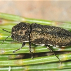 Dinocephalia thoracica (A jewel beetle) at Wyanbene, NSW - 21 Dec 2024 by Harrisi