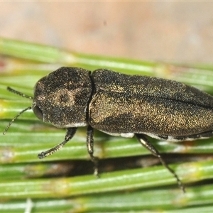 Dinocephalia thoracica at Wyanbene, NSW - 21 Dec 2024 06:00 PM