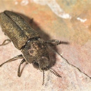 Dinocephalia thoracica at Wyanbene, NSW - 21 Dec 2024 06:00 PM