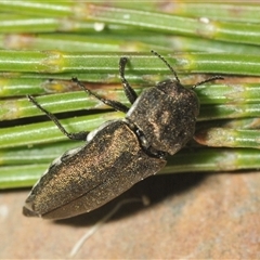 Dinocephalia thoracica at Wyanbene, NSW - 21 Dec 2024