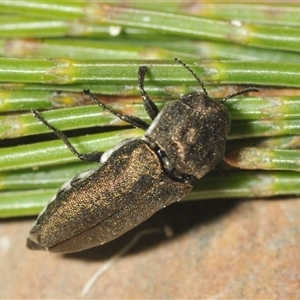 Dinocephalia thoracica at Wyanbene, NSW - 21 Dec 2024