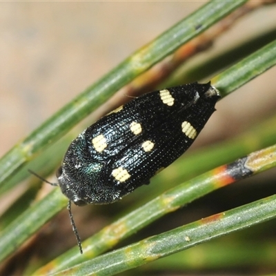 Astraeus (Astraeus) pygmaeus (A small Casuarina jewel beetle.) at Wyanbene, NSW - 21 Dec 2024 by Harrisi