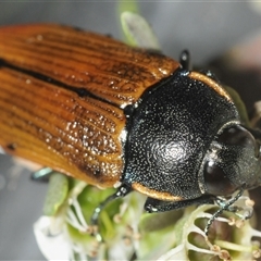 Temognatha variabilis (Variable jewel beetle) at Wyanbene, NSW - 21 Dec 2024 by Harrisi