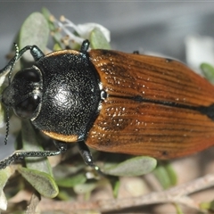 Temognatha variabilis at Wyanbene, NSW - 21 Dec 2024