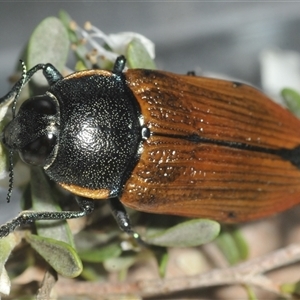 Temognatha variabilis at Wyanbene, NSW - 21 Dec 2024