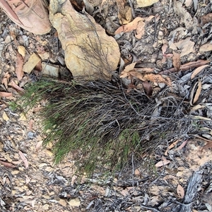 Choretrum pauciflorum at Jingera, NSW - 23 Dec 2024 05:21 PM