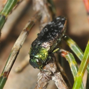 Diphucrania cupripennis (A Jewel Beetle) at Wyanbene, NSW by Harrisi