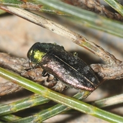 Diphucrania cupripennis at Wyanbene, NSW - 21 Dec 2024