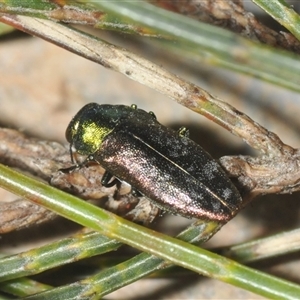 Diphucrania cupripennis at Wyanbene, NSW - 21 Dec 2024