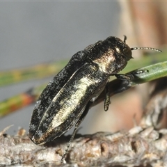 Diphucrania cupripennis at Wyanbene, NSW - 21 Dec 2024