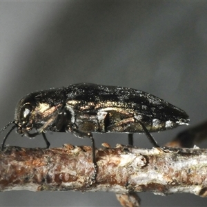 Diphucrania cupripennis at Wyanbene, NSW - 21 Dec 2024