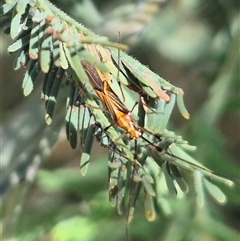 Rayieria acaciae (Acacia-spotting bug) at Fyshwick, ACT - 20 Dec 2024 by clarehoneydove