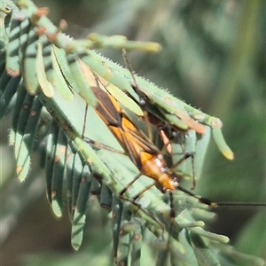 Rayieria acaciae at Fyshwick, ACT - 20 Dec 2024