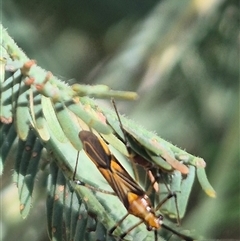 Rayieria acaciae at Fyshwick, ACT - 20 Dec 2024