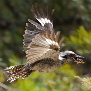 Dacelo novaeguineae (Laughing Kookaburra) at Acton, ACT by TimL