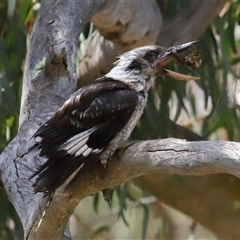 Dacelo novaeguineae (Laughing Kookaburra) at Acton, ACT - 22 Dec 2024 by TimL