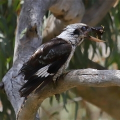 Dacelo novaeguineae at Acton, ACT - 22 Dec 2024