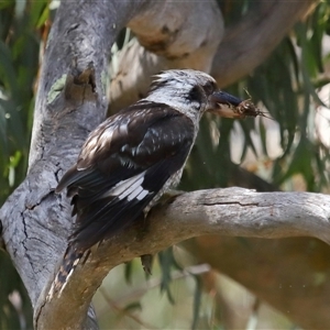 Dacelo novaeguineae at Acton, ACT - 22 Dec 2024