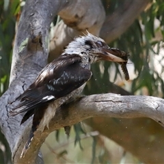 Dacelo novaeguineae at Acton, ACT - 22 Dec 2024 11:31 AM