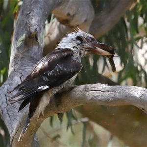 Dacelo novaeguineae at Acton, ACT - 22 Dec 2024