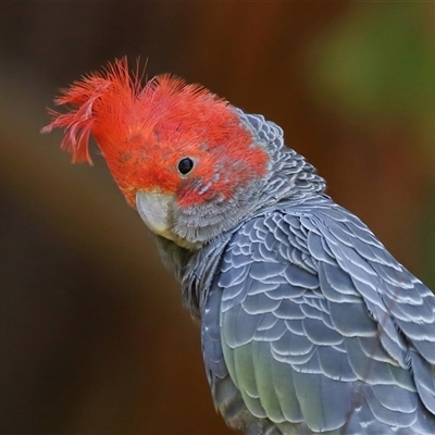 Callocephalon fimbriatum (Gang-gang Cockatoo) at Acton, ACT - 24 Dec 2024 by TimL