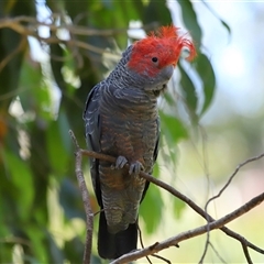 Callocephalon fimbriatum at Acton, ACT - suppressed