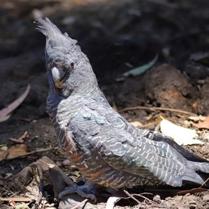 Callocephalon fimbriatum at Acton, ACT - 24 Dec 2024