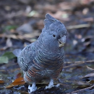 Callocephalon fimbriatum at Acton, ACT - suppressed