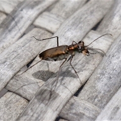 Cicindelidae (Family) (Tiger Beetles) at Narangba, QLD - 24 Dec 2024 by trevorpreston