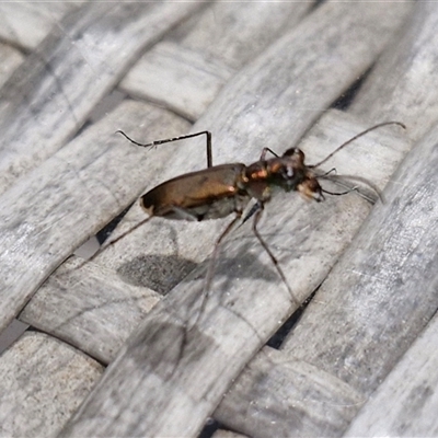 Unidentified Beetle (Coleoptera) at Narangba, QLD - 24 Dec 2024 by trevorpreston