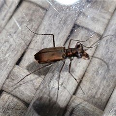Cicindelidae (Family) at suppressed - suppressed