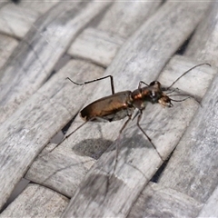 Cicindelidae (Family) at suppressed - suppressed