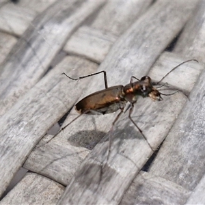 Cicindelidae (Family) at suppressed - suppressed