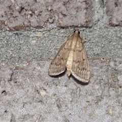 Herpetogramma licarsisalis (Sod Webworm) at Narangba, QLD - 24 Dec 2024 by trevorpreston