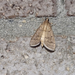 Herpetogramma licarsisalis at Narangba, QLD by trevorpreston