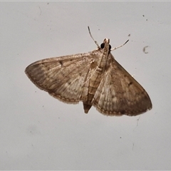 Herpetogramma licarsisalis at Narangba, QLD - 24 Dec 2024 by trevorpreston