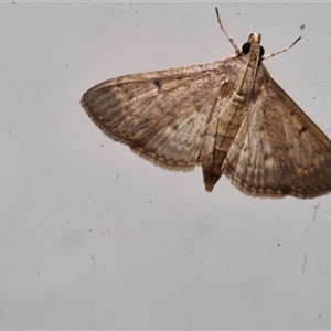 Herpetogramma licarsisalis at Narangba, QLD - 24 Dec 2024