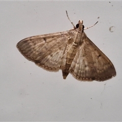 Herpetogramma licarsisalis at Narangba, QLD - 24 Dec 2024 11:45 PM