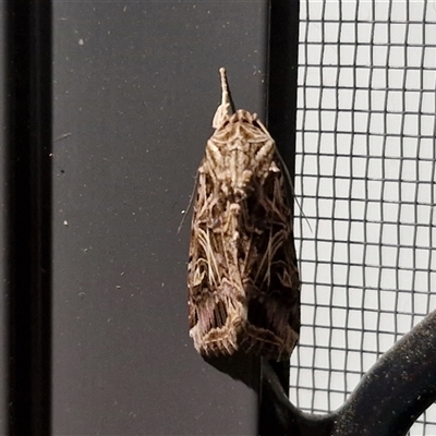 Spodoptera litura (Cluster Caterpillar, Tobacco Cutworm) at Narangba, QLD - 24 Dec 2024 by trevorpreston