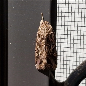 Spodoptera litura at Narangba, QLD - 24 Dec 2024 09:03 PM